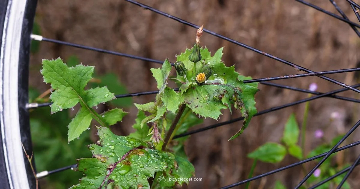 Twenty Inch Wheel Guide - BicycleCost