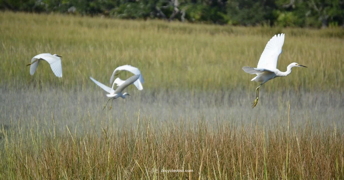 Jekyll Island Rentals Jekyll Island Rentals - BicycleCost