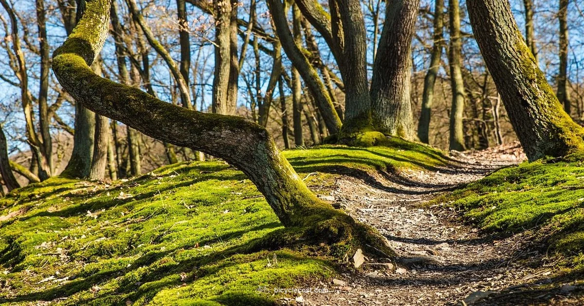 Trail Riding Guide - BicycleCost