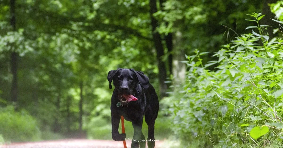 Dog Lead on Bike - BicycleCost