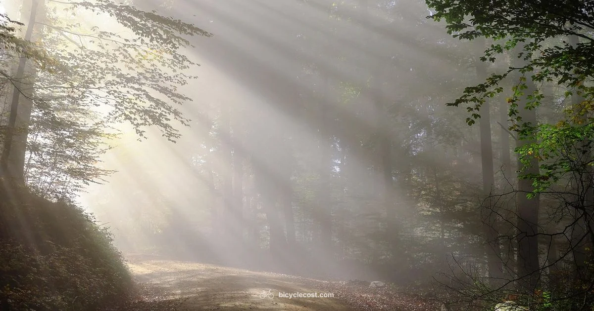 Forest Bike Basics - BicycleCost