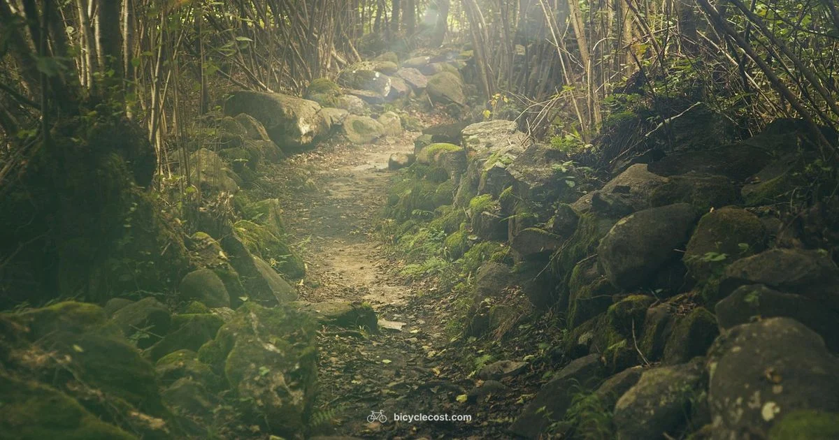 Trail Bike Guide - BicycleCost