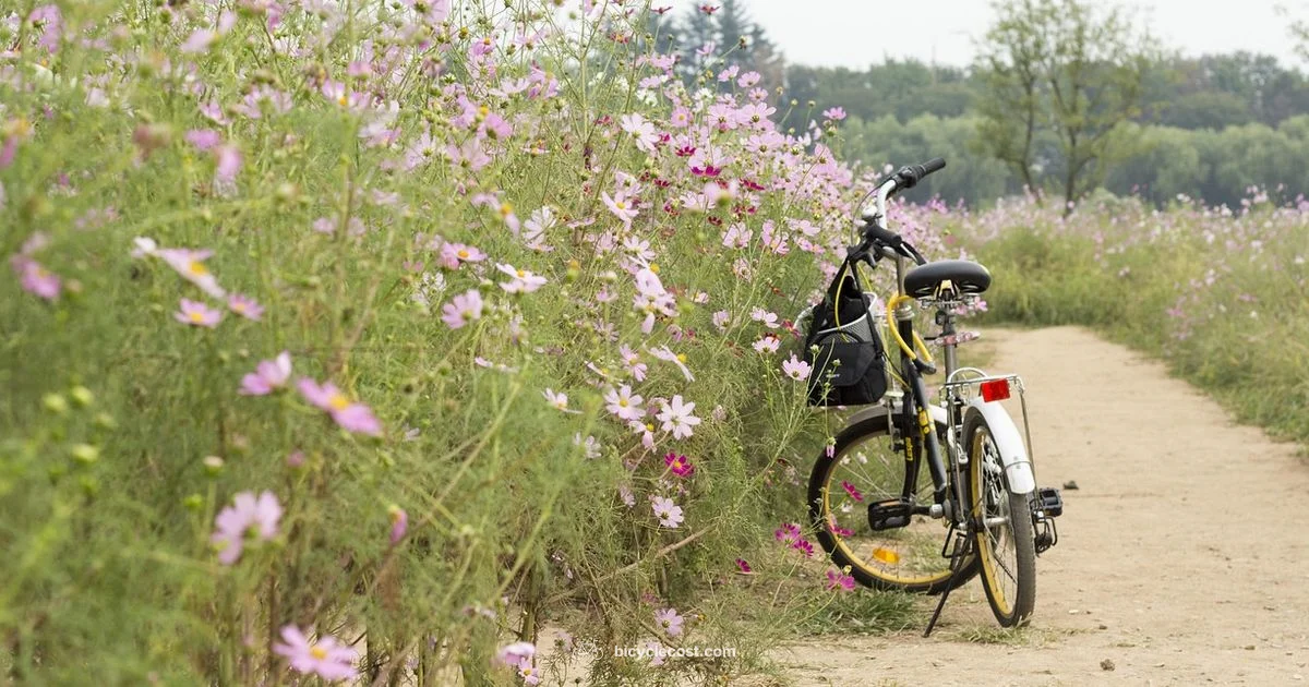 Pack Bike for Flight - BicycleCost