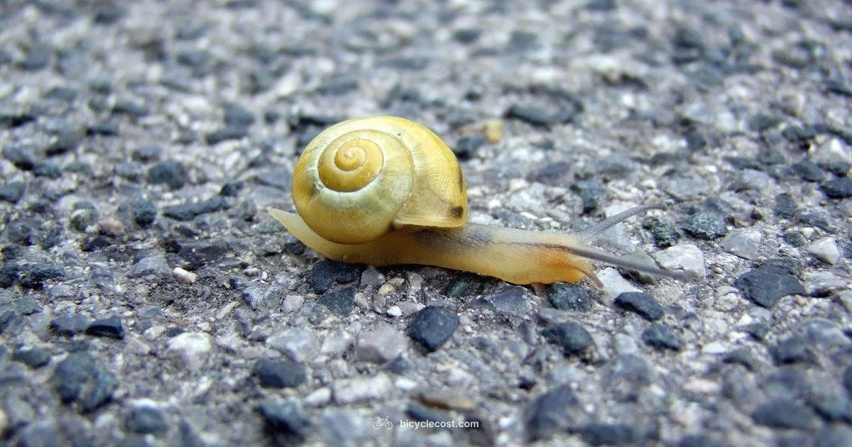 West Coast Chopper - BicycleCost