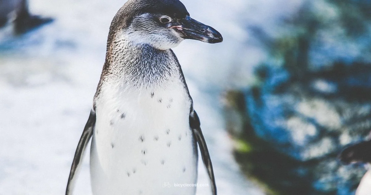 Penguin Bicycle Joke - BicycleCost