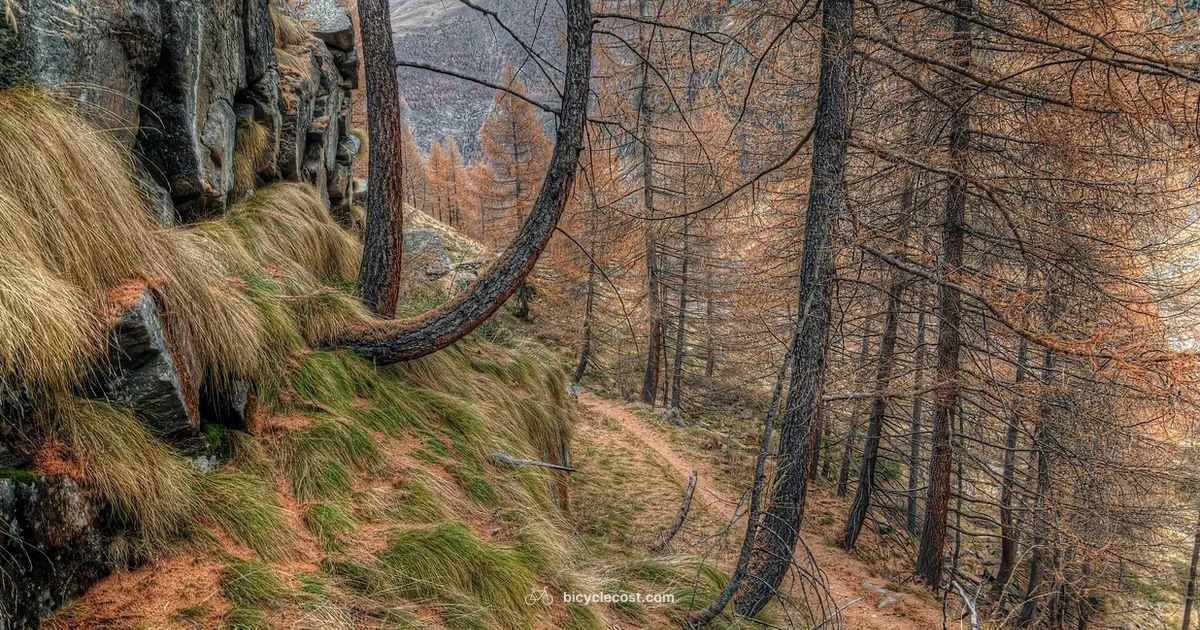 Local MTB Trails Local MTB Trails - BicycleCost