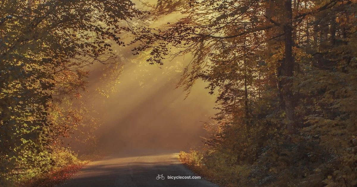 Beginner Road Guide - BicycleCost