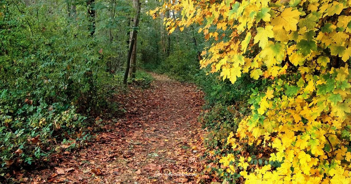 Fat Tire Guide - BicycleCost