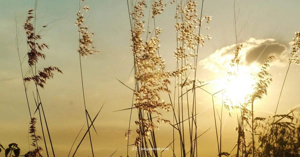 Manila Bike Guide Manila Bike Guide - BicycleCost